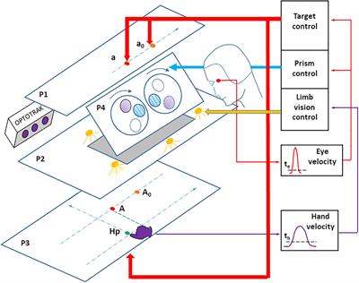 Sensory Prediction of Limb Movement Is Critical for Automatic Online Control